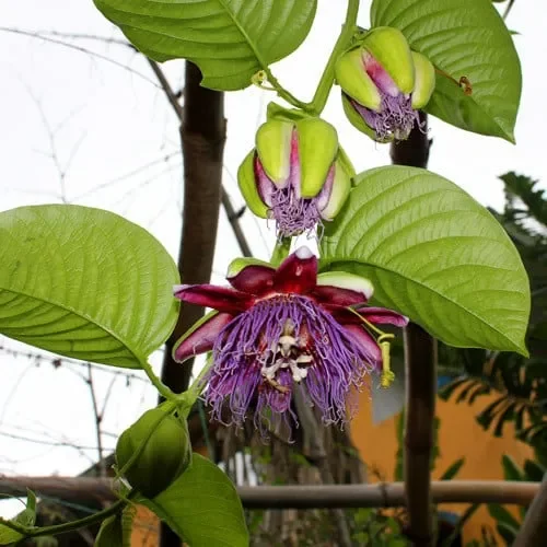 Passiflora Quadrangularis