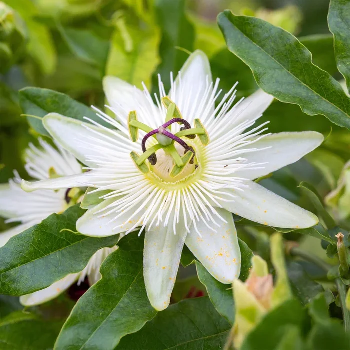 Passionsblume ‚Constance Elliot‘