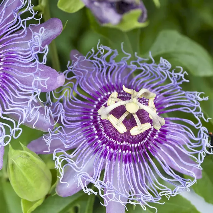 Passionsblume ‚Eia Popeia‘ Passiflora incarnata Cooltropics® ‚Eia Popeia®‘ – Bestellnummer 3310358