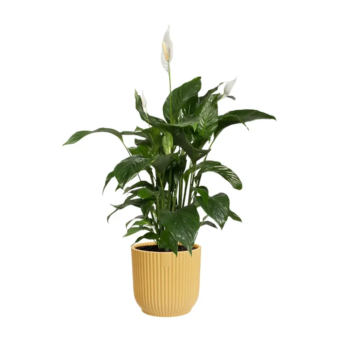 Peace lily in Butter Yellow Vibes Fold 14cm (0.35m)