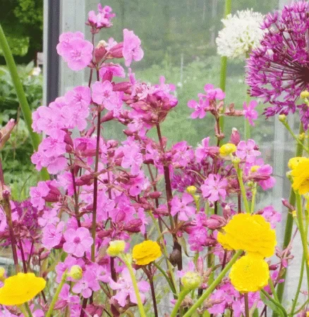 Pechnelke (Silene viscaria) „Bio“
