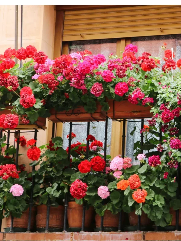 Pelargonium peltatum – Hänge-Geranien, Efeu-Pelargonien