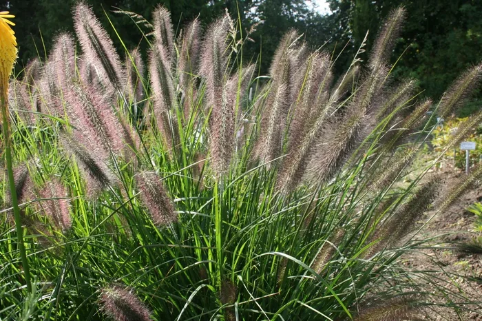 Pennisetum alopecuroides var.viridescens (Federborstengras | Lampenputzergras)
