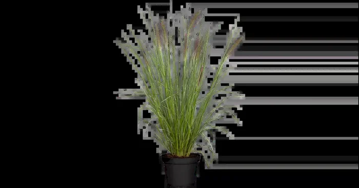 Pennisetum Pennstripe Kübel