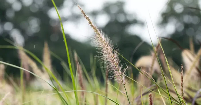 Pennisetum Sky Rocket 2025