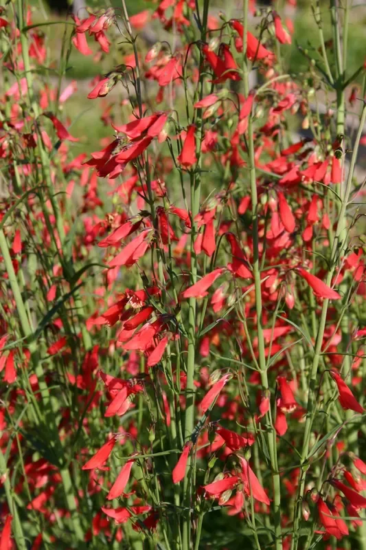Penstemon ‚Chica‘ (Bartfaden)