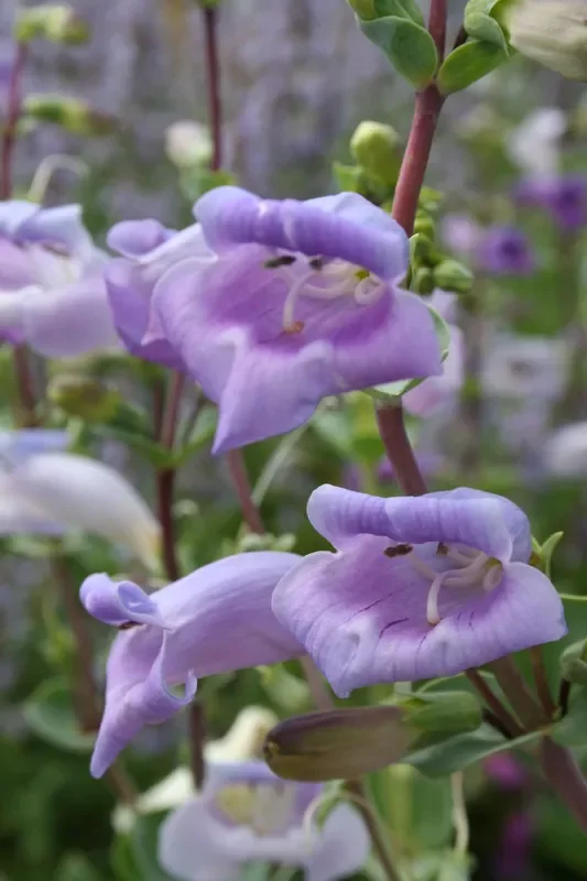 Penstemon grandiflorus ‚War Axe‘ (Bartfaden)