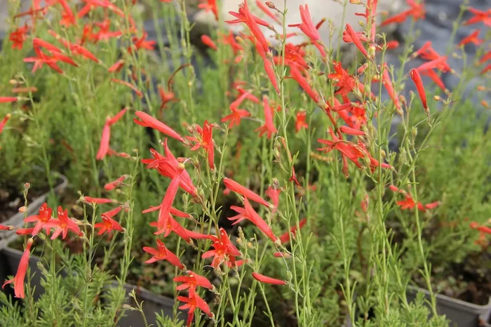 Penstemon pinifolius (Kiefernblättriger Bartfaden)