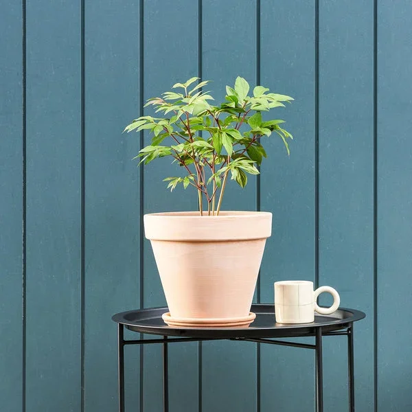 Peony potted roots – dark pink