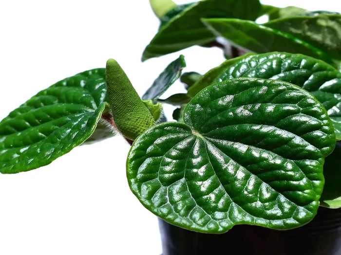 Peperomia albovittata ‚Hairy‘