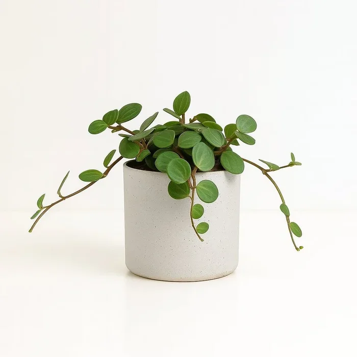 Peperomia Hope – 15cm