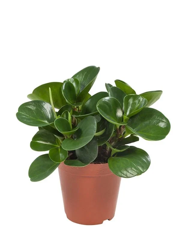 Peperomia Obtusifolia