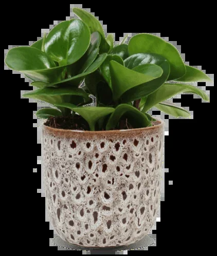 Peperomia obtusifolia (Zwergpfeffer) (S)