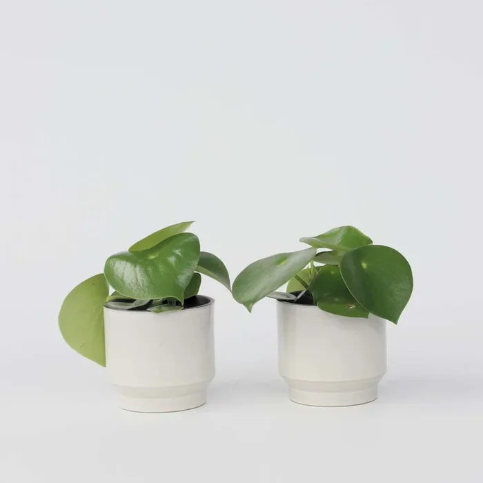 Peperomia Raindrop – Set of 2