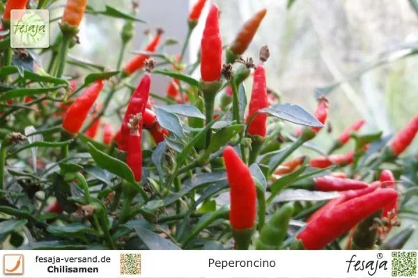 Peperoncino, Bonsai-Chili · Chili · Samen