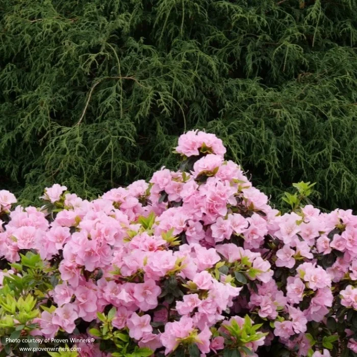 Perfecto Mundo® Double Pink Reblooming Azalea