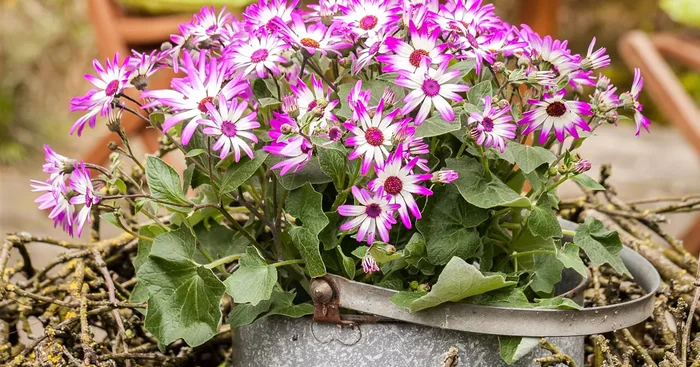 Pericallis cruentus${2}
