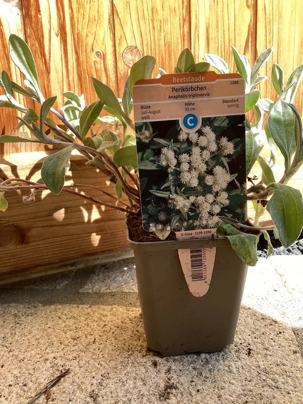 Perlkörbchen ‚ Sommerschnee ‘