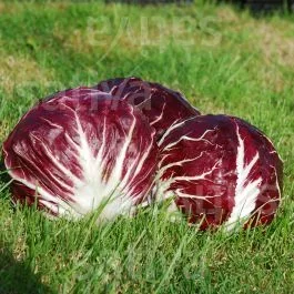 Perseo TT – Radicchio Palla rossa