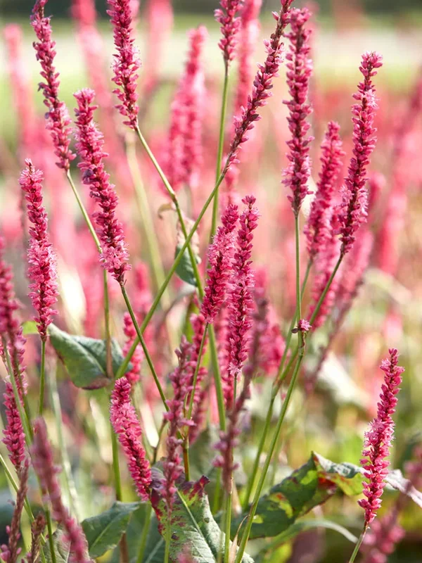 Persicaria Summer Dance (Knöterich)