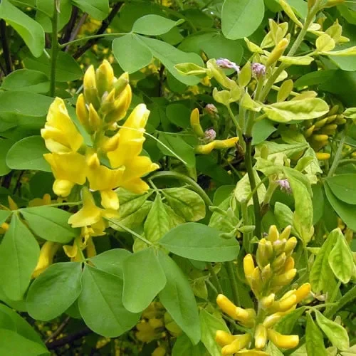 Petteria Ramentacea