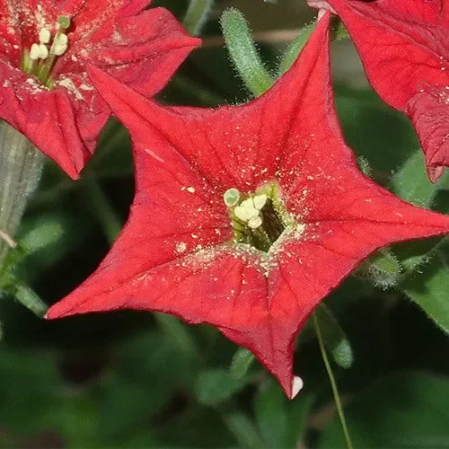Petunia Exserta
