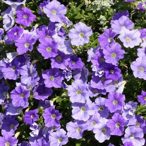 Petunia Trailing Sky Blue