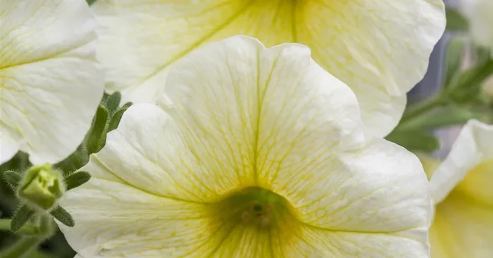Petunie ‚Yellow‘