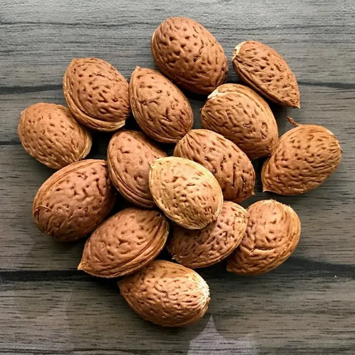 Pfälzer Fruchtmandel – selbstfruchtbare Süßmandel