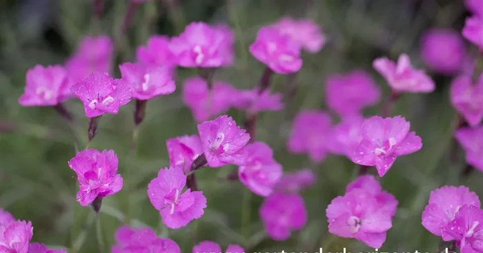 Pfingstnelke ‚Blauigel‘