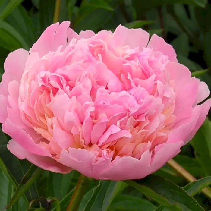 Pfingstrose Albert Crousse – Paeonia lactiflora