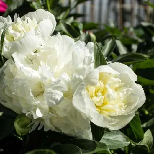 PfingstroseDuchesse de Nemours