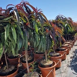 Pfirsich auf Stamm (Prunus persica ‚Nana Crimson Bonfire‘)