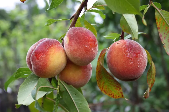 Pfirsich Früher Roter Ingelheimer