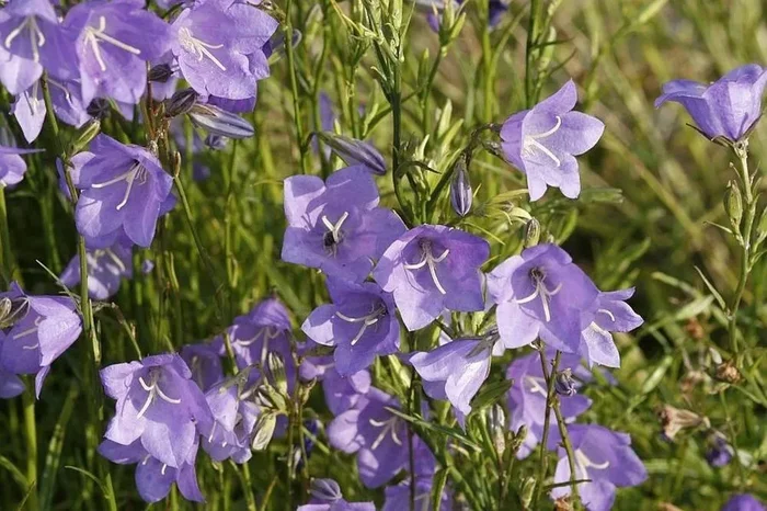Pfirsichblättrige Glockenblume (Bio-Saatgut), Campanula persicifolia