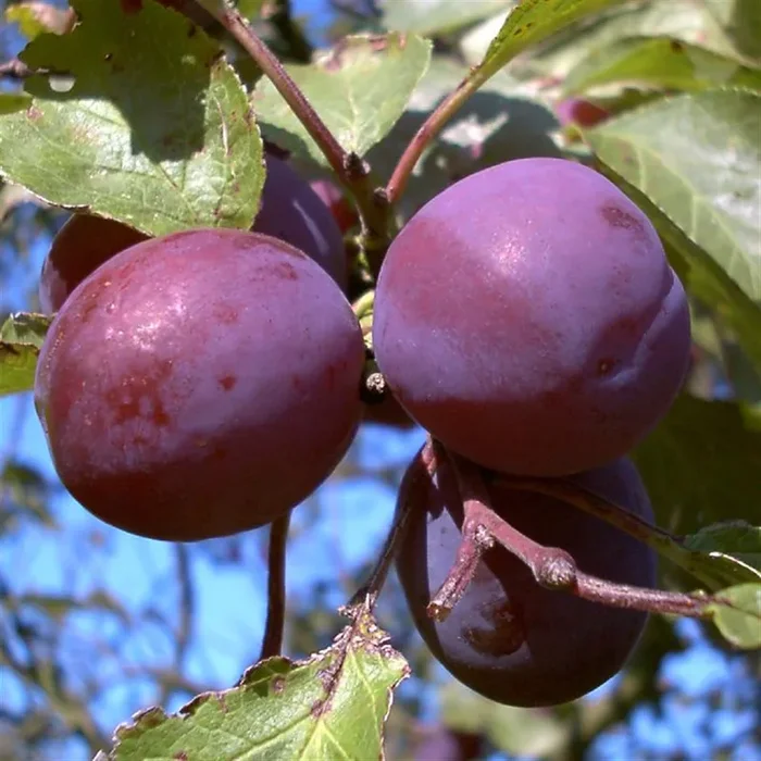 Pflaume ‚Königin Viktoria‘