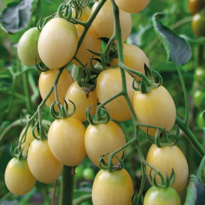 Pflaumen-Rispentomate White Plum Bestellnummer 6688872