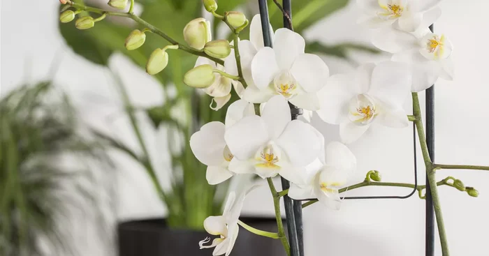 Phalaenopsis ‚Tropic Snowball’${2}