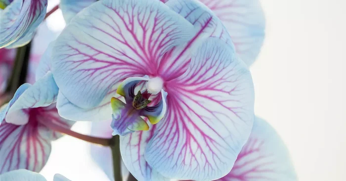 Phalaenopsis, blau${2}