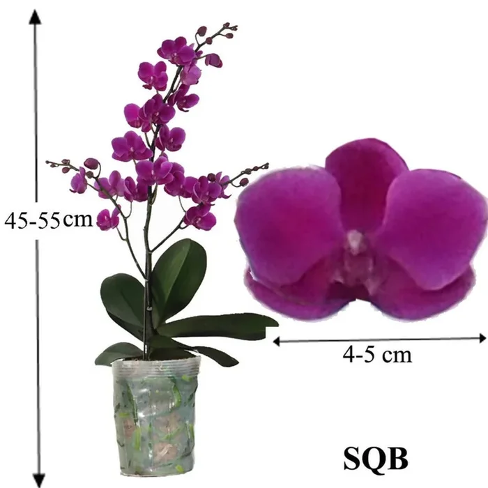 Phalaenopsis Queen Beer (0.5m)