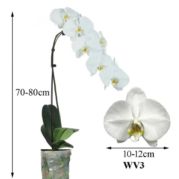 Phalaenopsis White (0.7m)