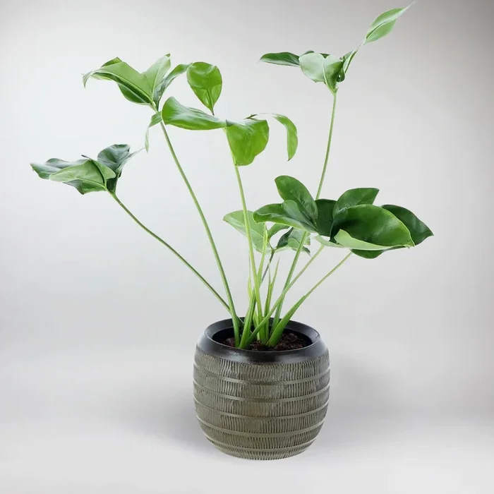 Philodendron ‚Green Wonder‘ – Philodendron goeldii