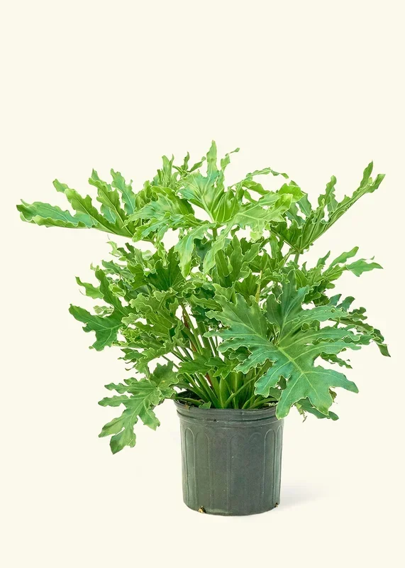 Philodendron ‚Lickety Splitz‘, XL