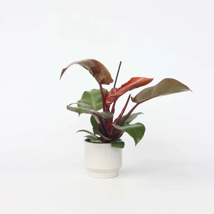 Philodendron ‚Sunlight‘