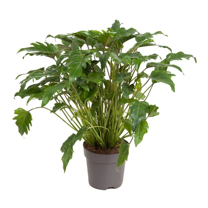 Philodendron ‚Xanadu‘