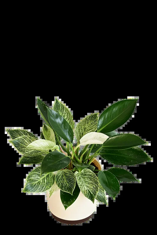 Philodendron Birkin and Philodendron Congo Plant Bouquet