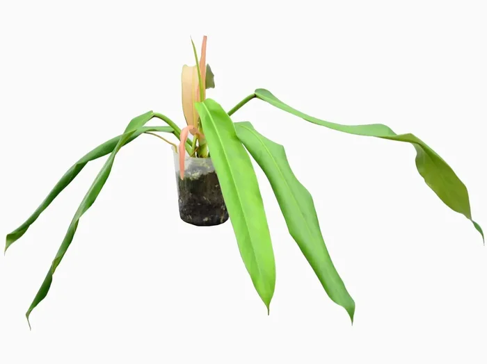Philodendron bonifaziae