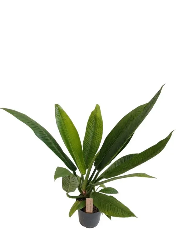 Philodendron Campii