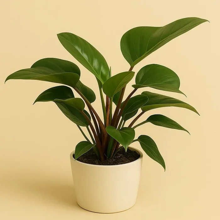 Philodendron Congo Apple – 65cm