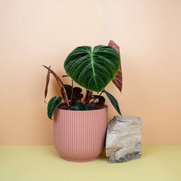 PHILODENDRON EL CHOCO RED